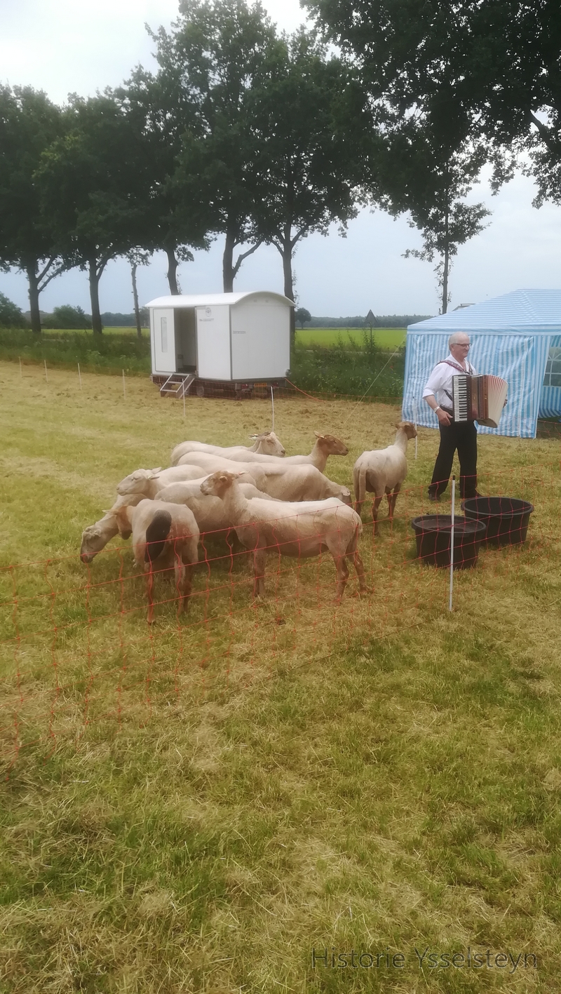 De schapen worden niet bang van Harrie Camps zijn Accordeonspel.